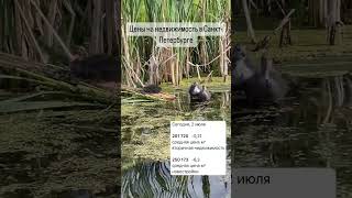 Средние цены на недвижимость в Санкт-Петербурге на 02.07.2024г #юристпонедвижимости #недвижимость