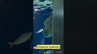 Спрашивайте! #недвижимость  #санктпетербург  #москва  #дубае #недвижимость