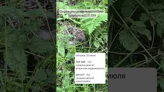 Средние цены на недвижимость в Санкт-Петербурге на 22.07.2024 #юристпонедвижимости #квартирыспб