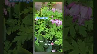 Один из самых дорогих районов в Санкт-Петербурге #недвижимость #риелторсанктпетебург