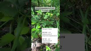 Средние цены на недвижимость в Санкт-Петербурге на 01.07.2024г #юристпонедвижимости #квартирыспб