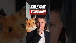Как дурят хомячков | НОВОСТРОЙКИ СПБ