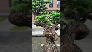 Роскошный, клубный дом в историческом Петербурге#питер #недвижимость #дом