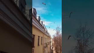 Санкт Петербург  Студия от 4 млн  184 тыс  руб  м  Беговая