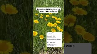 25.06.2024 средние цены на недвижимость в Санкт-Петербурге #юристпонедвижимости #квартирыспб
