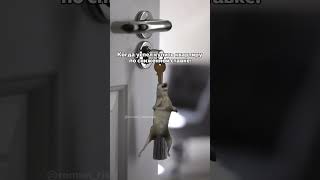 @roman_rieltorspb — недвижимость Санкт-Петербург, Дубай, Турция 