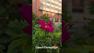 Санкт-Петербург#14я линия В.О