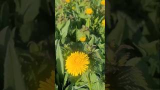 Звуки природы и красоты моего района #природа #город  #санкт-петербург #недвижимость #риелтор